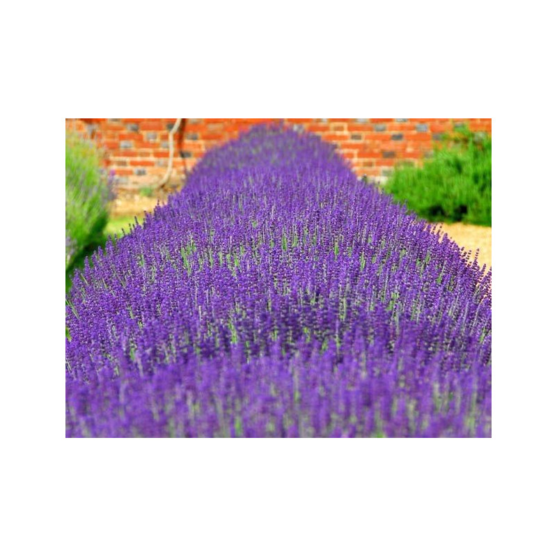 Lavandula angustifolia Hidcote