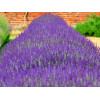 Lavandula angustifolia Hidcote