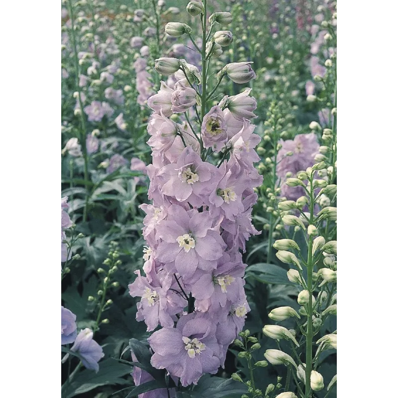 Delphinium cultorum Pacific Giant Guinevere