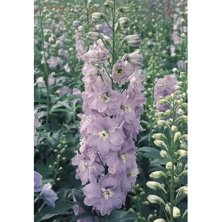 Delphinium cultorum Pacific Giant Guinevere