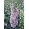 Delphinium cultorum Pacific Giant Guinevere