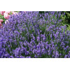 Lavandula angustifolia Dwarf Blue