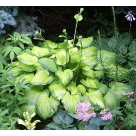 Hosta Guacamole