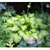 Hosta Guacamole
