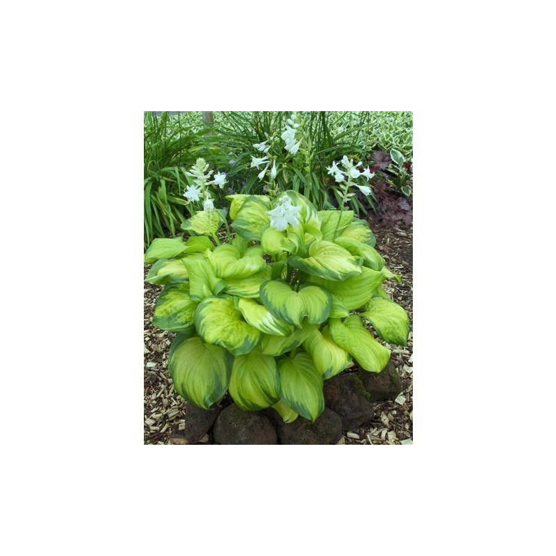 Hosta Guacamole