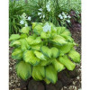 Hosta Guacamole