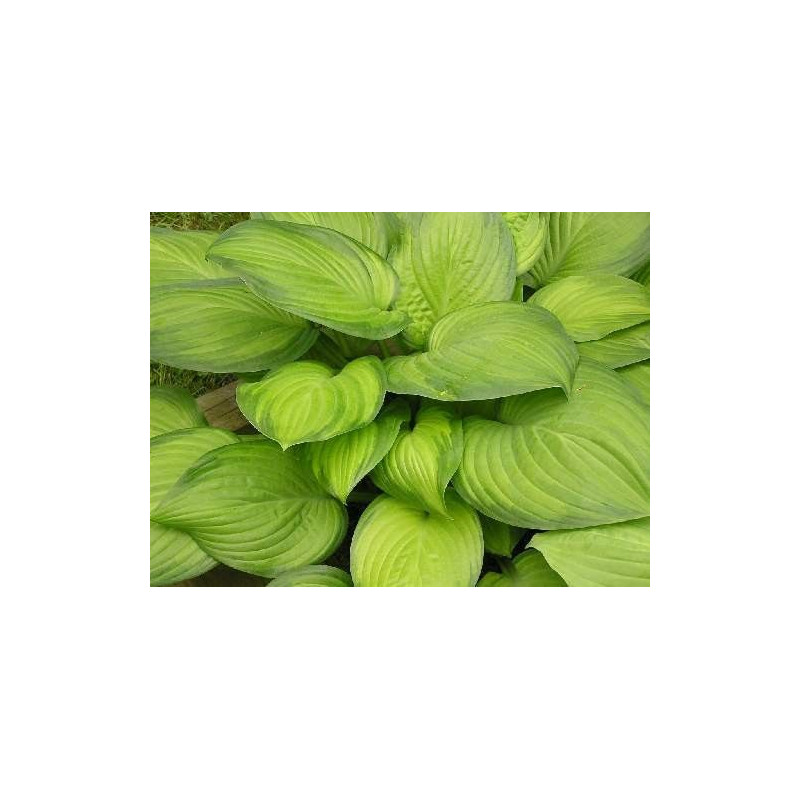 Hosta Guacamole