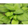 Hosta Guacamole