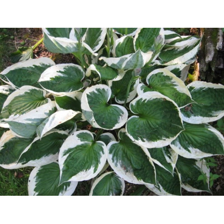Hosta Minuteman