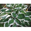 Hosta Minuteman