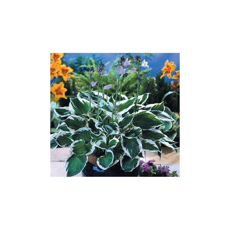 Hosta Minuteman