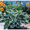 Hosta Minuteman