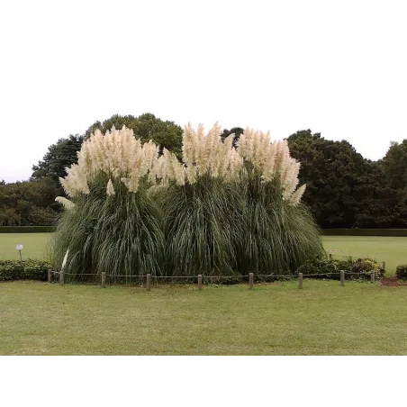 Iarba de Pampas - Cortaderia selloana White Plume
