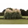 Iarba de Pampas - Cortaderia selloana White Plume