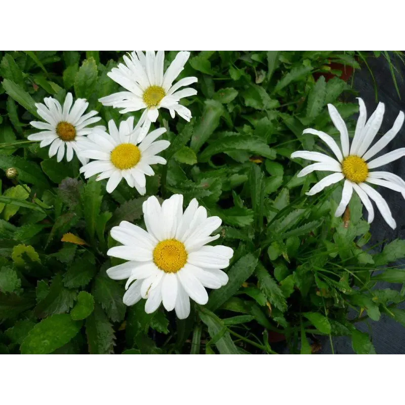 Leucanthemum maximum "Silver Princess"