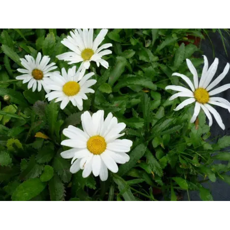 Leucanthemum maximum "Silver Princess"