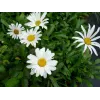 Leucanthemum maximum "Silver Princess"