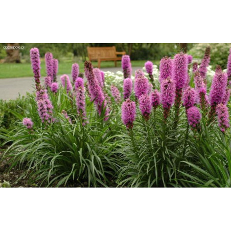 Liatris spicata "Kobold"