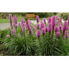 Liatris spicata "Kobold"