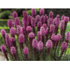Liatris spicata "Kobold"