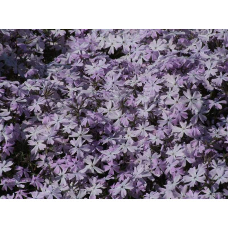 Phlox subulata "Emerald Cushion Blue"