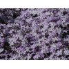 Phlox subulata "Emerald Cushion Blue"