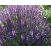 Salvia nemorosa "Blaukönigin"