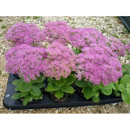 Sedum spectabile