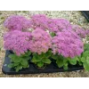 Sedum spectabile