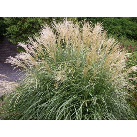 Miscanthus sinensis