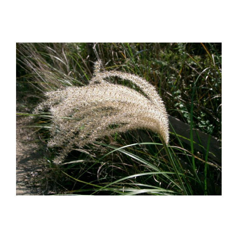 Miscanthus sinensis