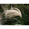 Miscanthus sinensis
