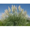 Iarbă de Pampas "cortaderia selloana white plume"