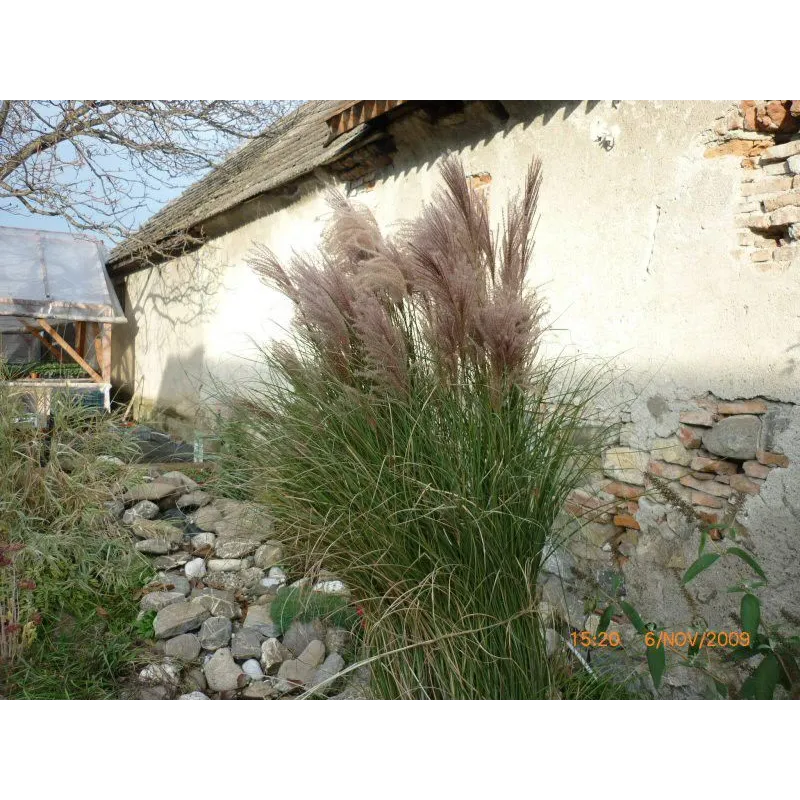 Iarbă de Pampas "cortaderia selloana white plume"