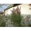 Iarbă de Pampas "cortaderia selloana white plume"
