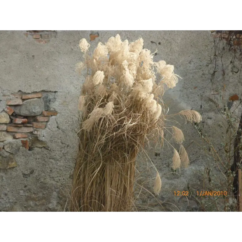 Iarbă de Pampas "cortaderia selloana white plume"