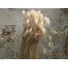 Iarbă de Pampas "cortaderia selloana white plume"