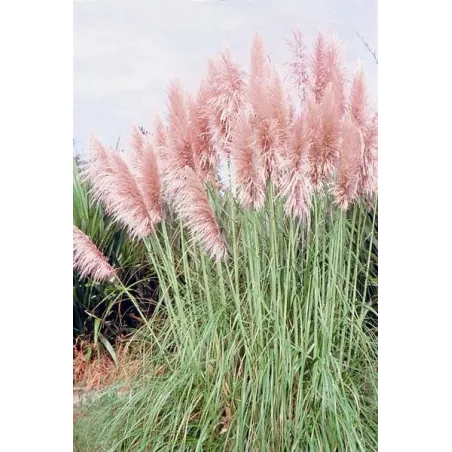 Cortaderia selloana "rose plume"