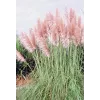 Cortaderia selloana "rose plume"