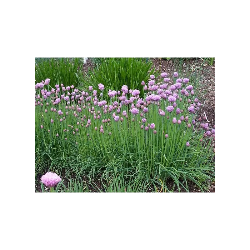 Allium schoenoprasum