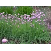 Allium schoenoprasum