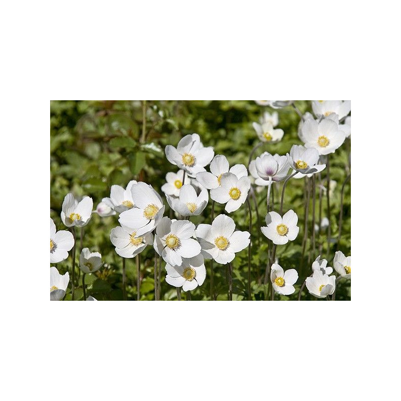 Anemone sylvestris