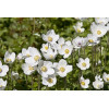 Anemone sylvestris