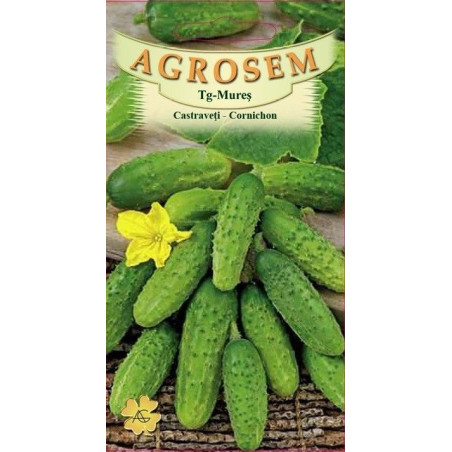 Castraveti cornichon seminte - Cucumis sativus Paris Small Green