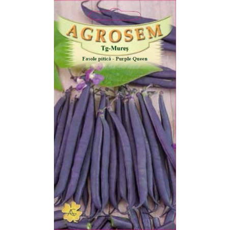 Fasole pitica seminte - Purple Queen