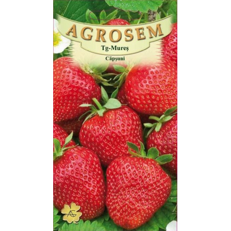 Capsuni seminte - Fragaria ananassa Temptation