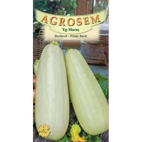 Dovlecel seminte - Cucurbita pepo var. giromontia 'White Bush'