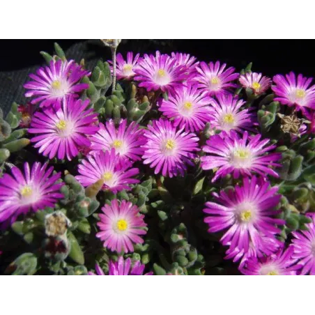 Delosperma sutherlandii