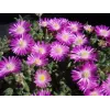 Delosperma sutherlandii