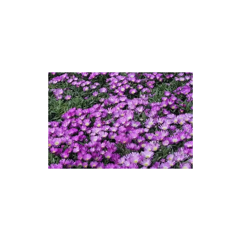 Delosperma sutherlandii